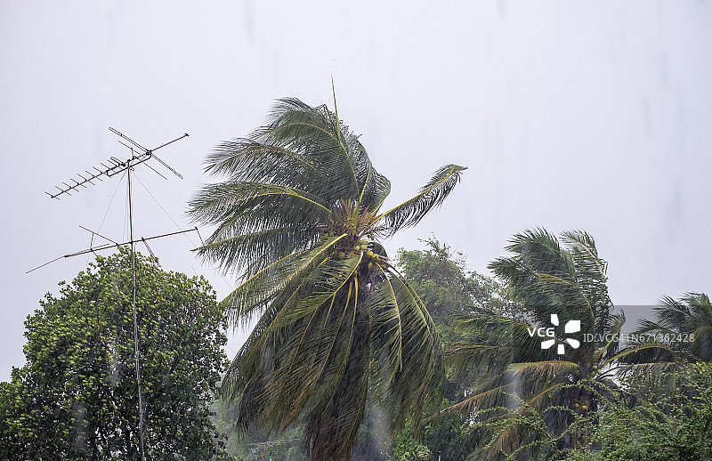 狂风暴雨伴着椰子和天线杆图片素材