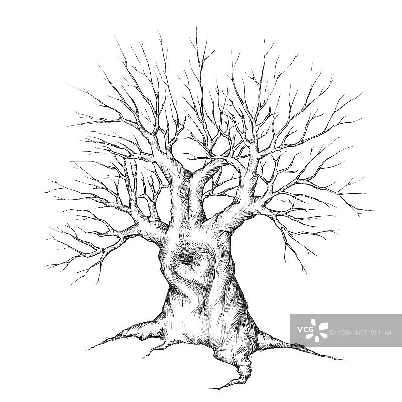 强壮的树，在树皮里有一颗心图片素材