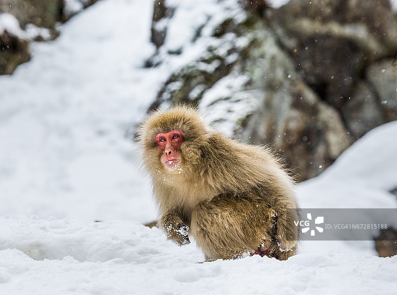 坐在雪地里的日本猕猴。图片素材