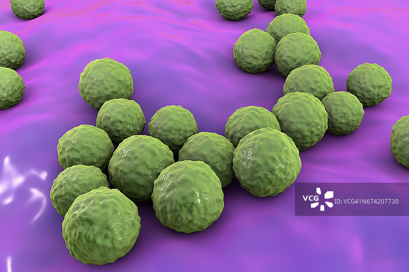 细菌肠球菌,插图图片素材