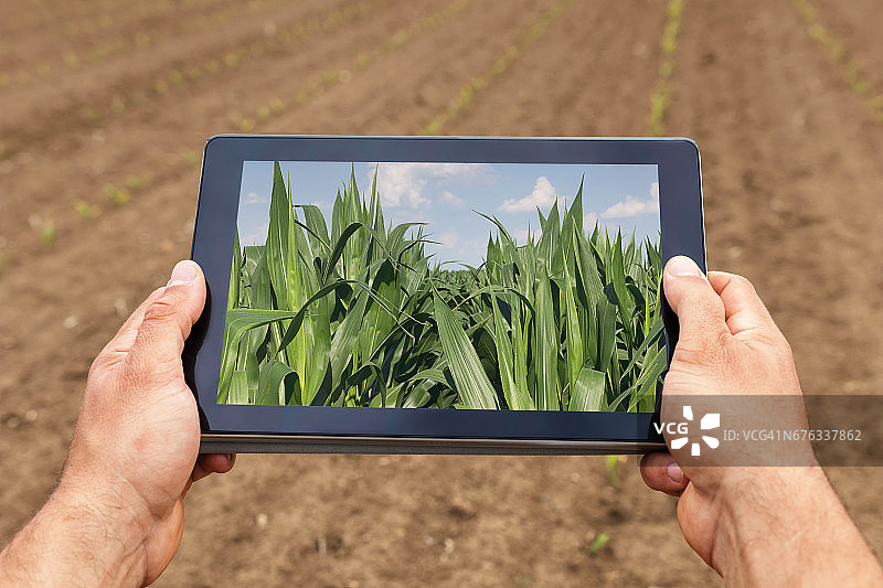 智能农业。农民用平板玉米种植。现代农业的概念。图片素材
