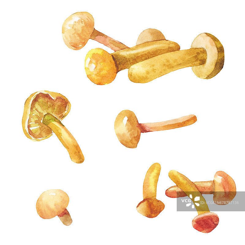 腌制蘑菇。水彩插图图片素材