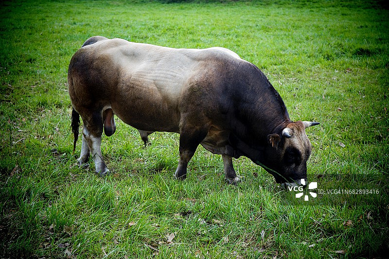 田野里的公牛图片素材
