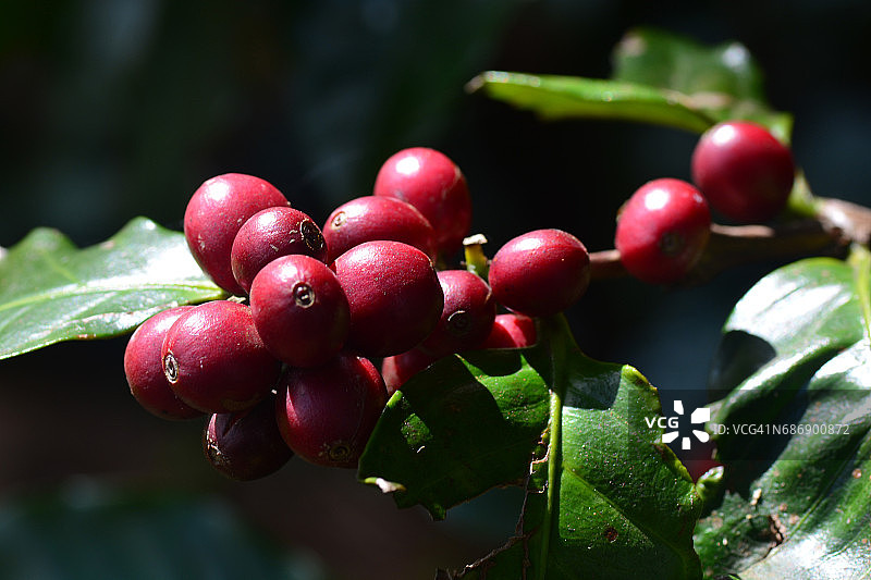 咖啡樱桃或阿拉比卡咖啡树上的咖啡浆果图片素材