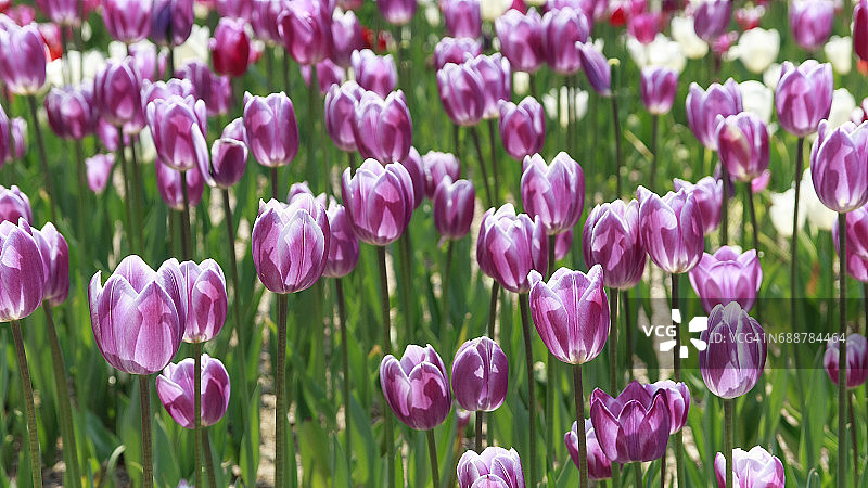 紫色郁金香的风景图片素材
