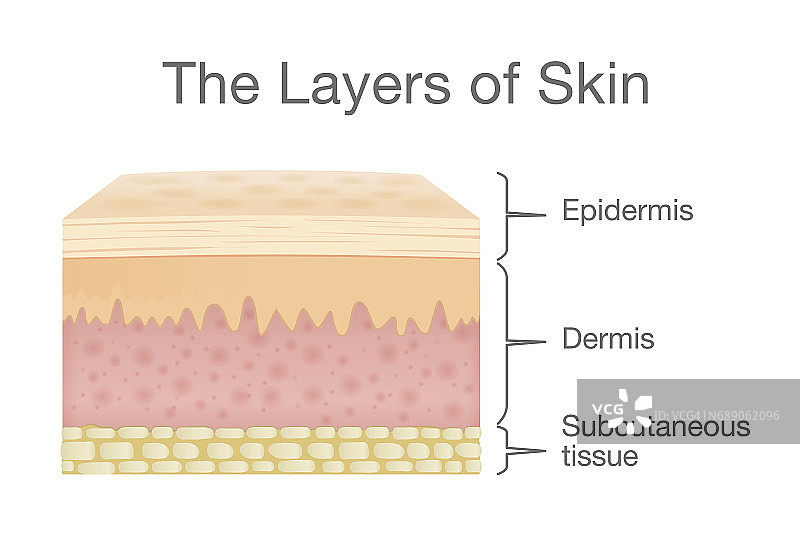 矢量样式的人体皮肤层组件。图片素材