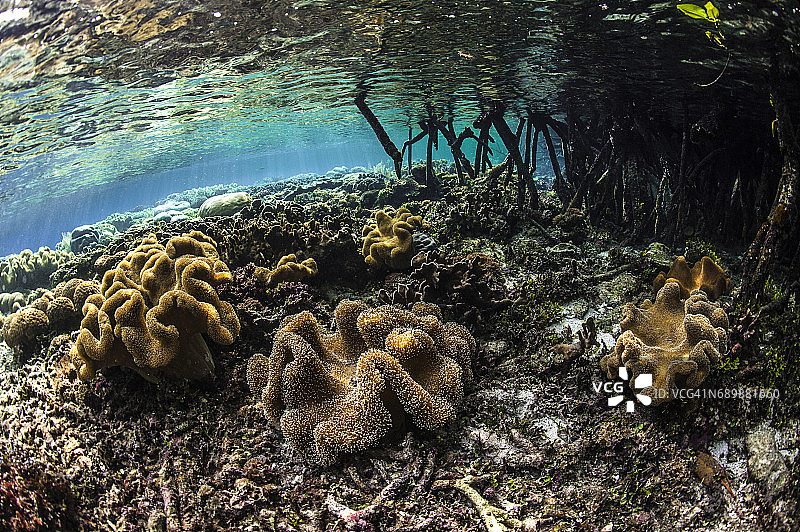 印度尼西亚西巴布亚岛拉贾安帕的海洋生物。图片素材