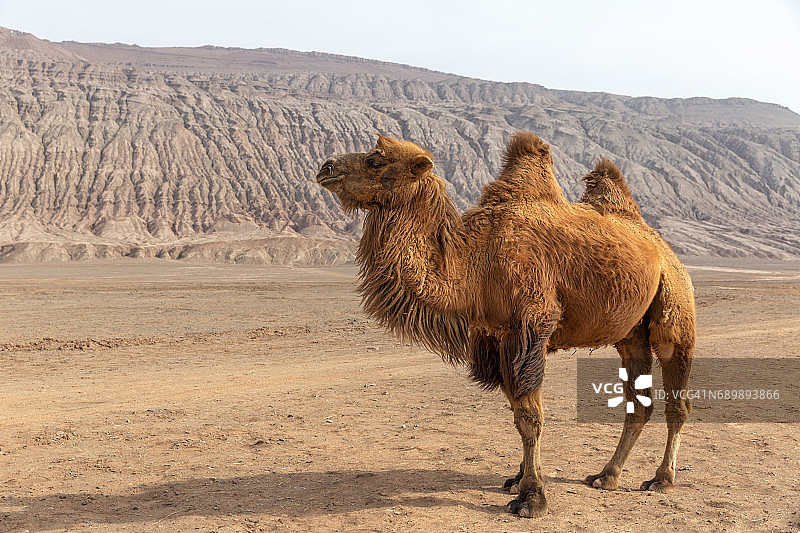 中国吐鲁番火焰山旁的骆驼。图片素材
