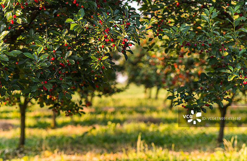 初夏，果园里的红色和甜美的樱桃树在枝头摇曳图片素材