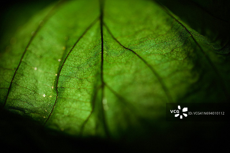 背光的绿色叶子在高分辨率显示极端的细节和发光的效果图片素材