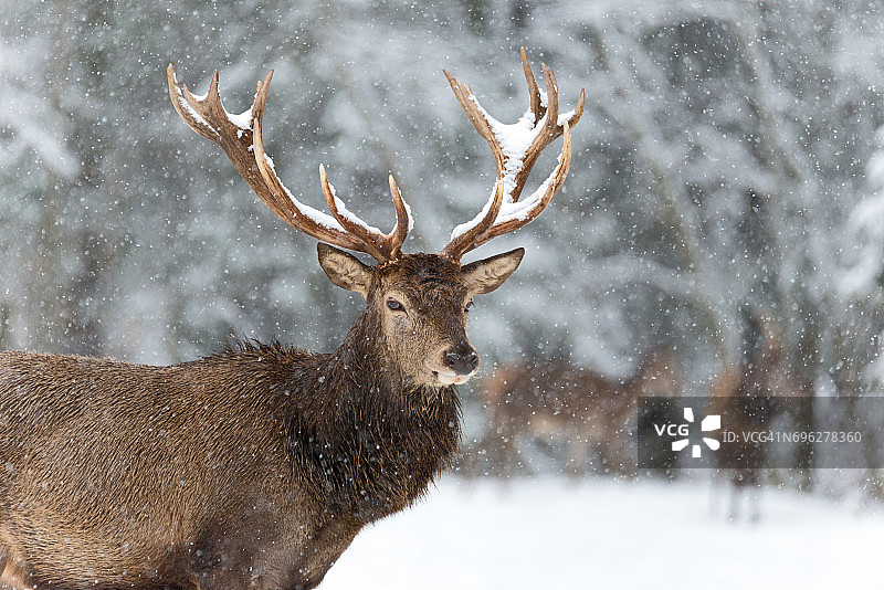 冬天的马鹿。高贵的马鹿画像，在冬天飘落的雪花下。雪地里长着大鹿角的野生雄鹿。白俄罗斯，维捷布斯克地区，一只体形庞大的麋鹿，有着完整的鹿角图片素材