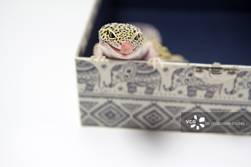 一只蜥蜴在盒子里探头探出头和舌头图片素材