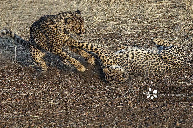Cheeta (Acinonyx Jubatus)， Etosha国家公园，纳米比亚图片素材