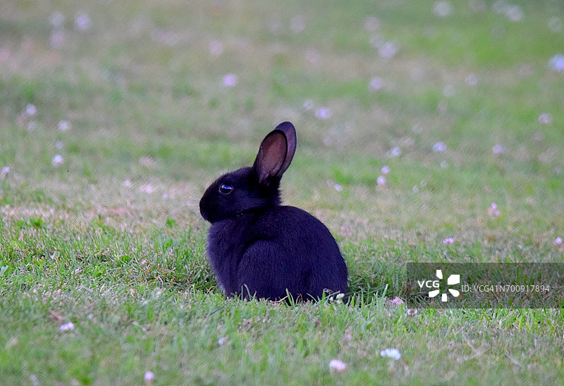不寻常的黑色幼小野生兔动物近距离观察图片素材