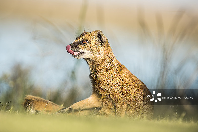 黄猫鼬，布隆方丹，自由州，南非图片素材