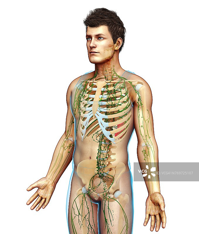 男性骨骼和淋巴系统，插图图片素材