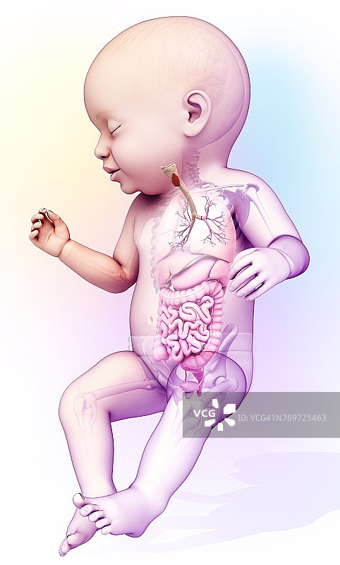 婴儿气管和支气管，插图图片素材
