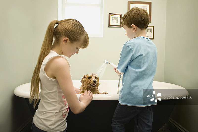 小男孩和小女孩在给狗洗澡图片素材