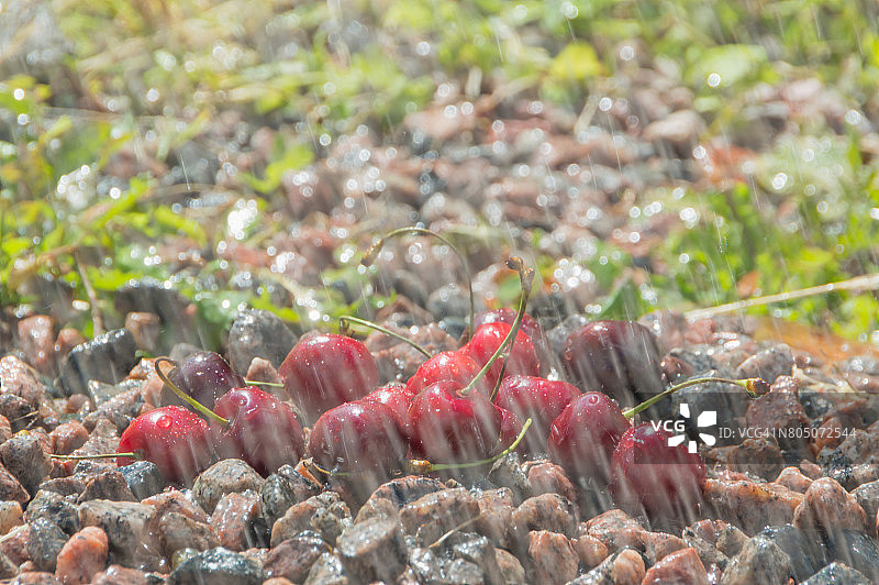 许多雨中的樱桃躺在岩石上图片素材