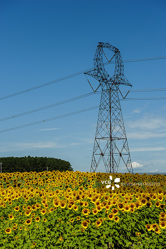 绿色能源向日葵场与输电线路图片素材