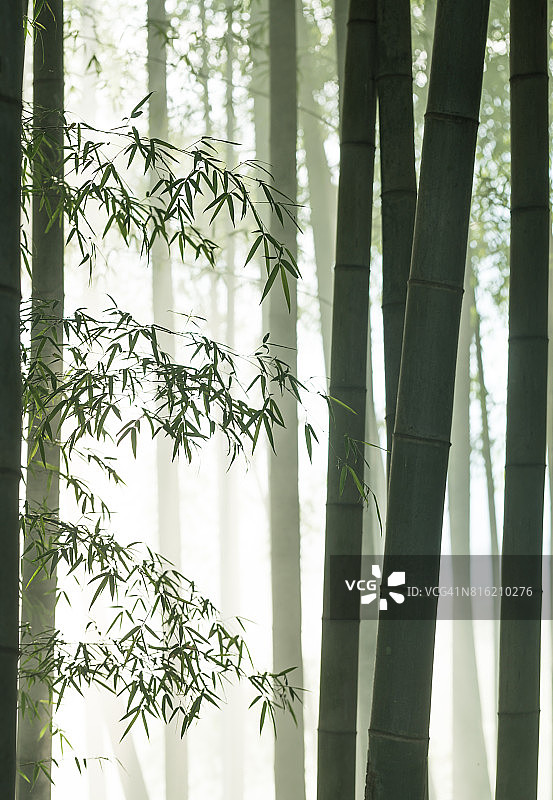 阳光下的竹林薄雾图片素材