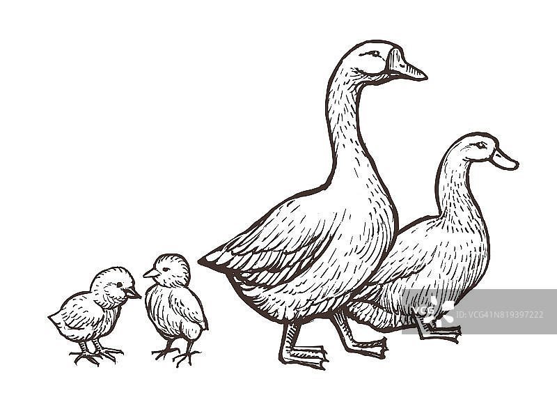 鹅和鸭的农场动物素描。手绘的鸟家庭和两只鸡孩子在妈妈和爸爸身边图片素材