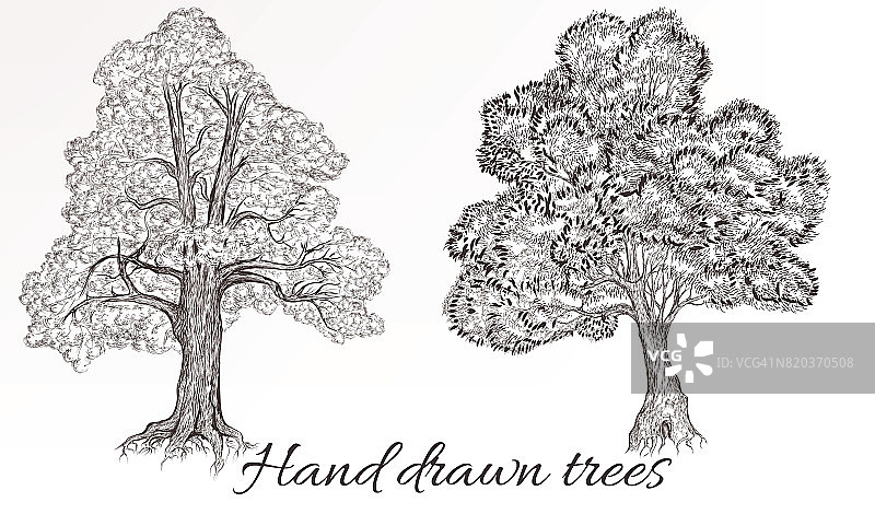 矢量手工绘制高详细树的设计图片素材