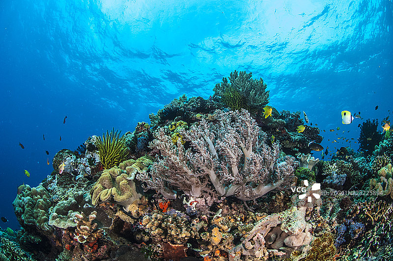 菲律宾的水下世界。图片素材