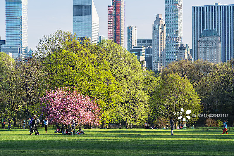 樱花树站在新鲜的绿色树木之间的大草坪在日落在纽约中央公园。从后面可以看到曼哈顿的摩天大楼。图片素材