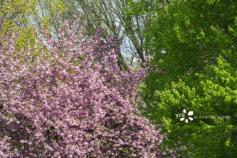春天柔和的阳光照亮了纽约中央公园的一棵新鲜的绿树和樱花。图片素材