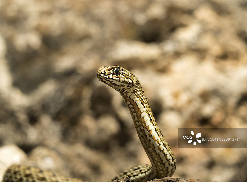 西班牙蒙彼利埃的杂种蛇(Malpolon monspessulanus)，在岩石洞中寻找食物图片素材