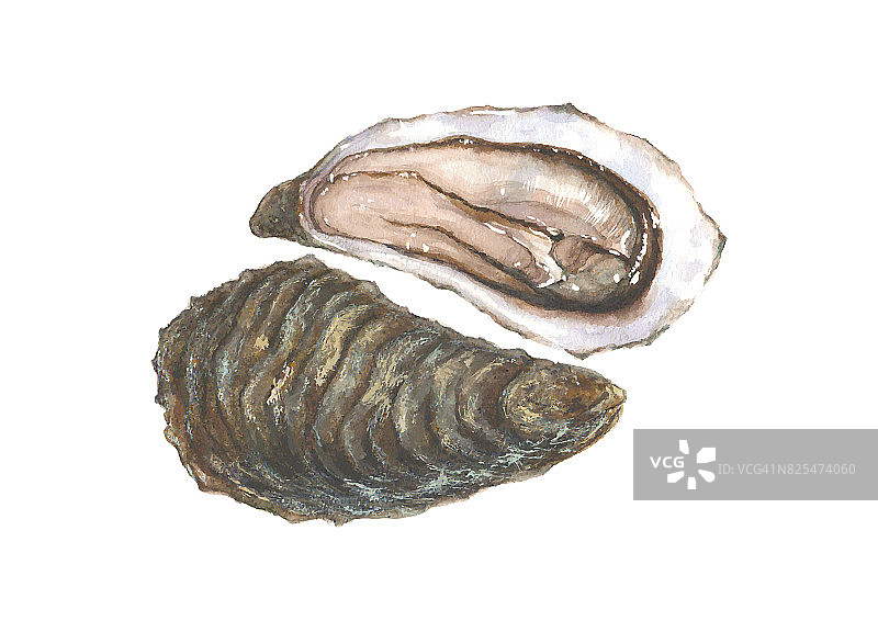 水彩牡蛎，孤立在白色背景图片素材
