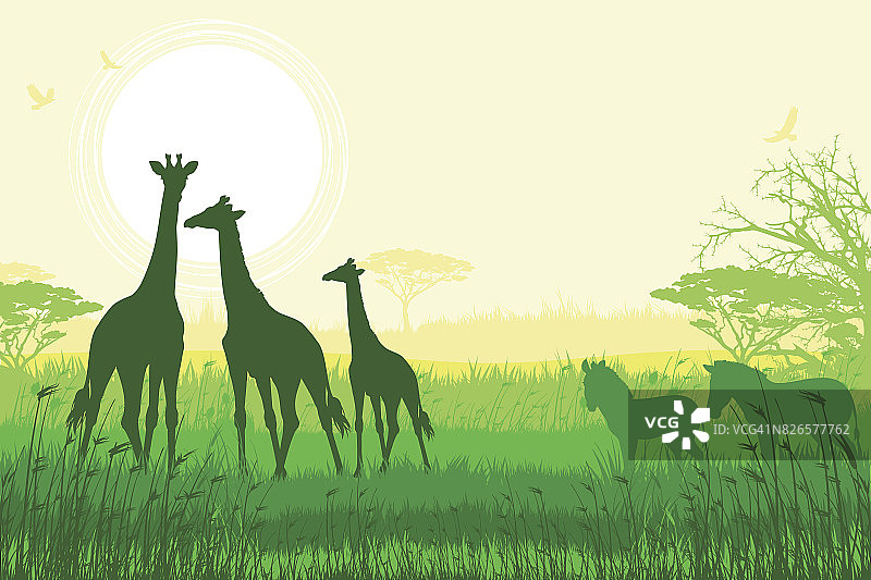 非洲野生动物园背景，有长颈鹿和斑马图片素材