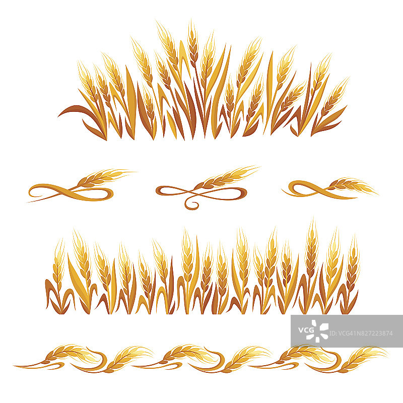 小麦的耳朵装饰。在白色背景上孤立的谷物小穗符号。图片素材