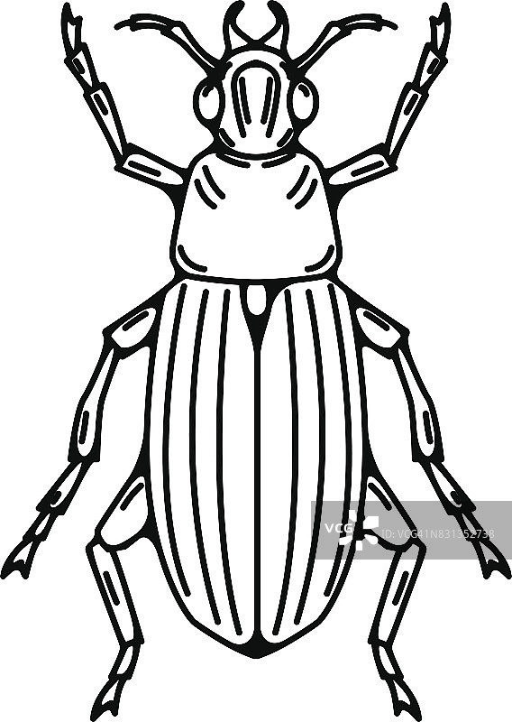 甲虫插图孤立在白色背景上。图片素材