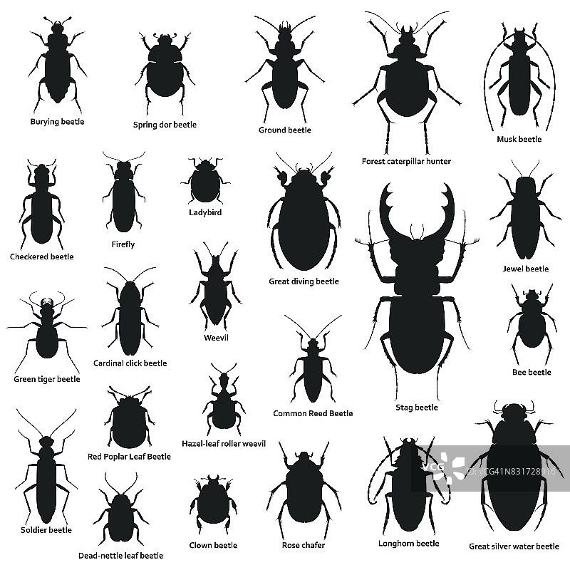 昆虫的轮廓孤立地落在白色上图片素材