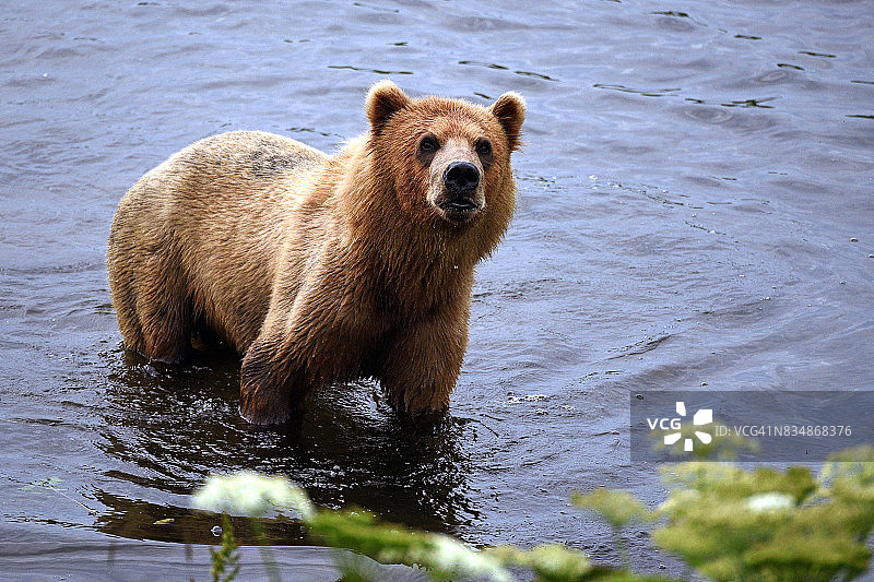 阿拉斯加的科迪亚克灰熊图片素材