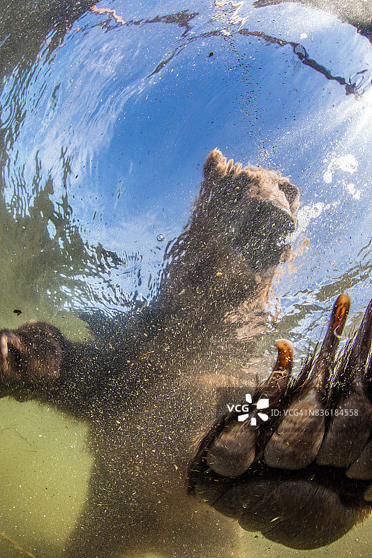 棕熊的特写水下肖像图片素材