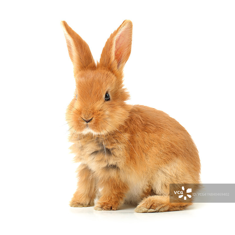 可爱的小兔子在白色的背景图片素材
