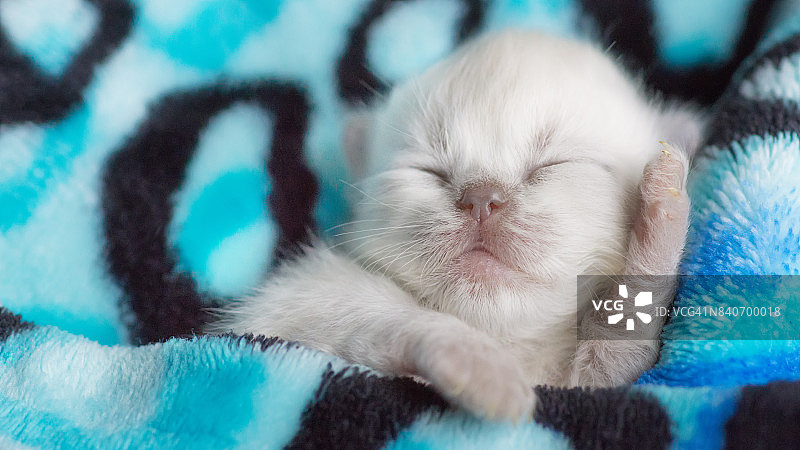 可爱的新生小猫睡在温暖的毯子里图片素材