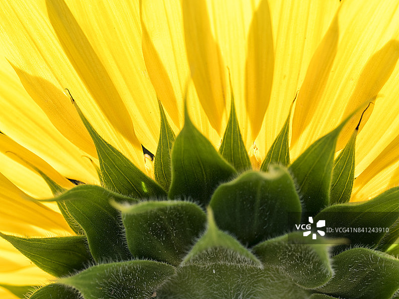 全框一向日葵盛开明亮的阳光照耀的田野，西班牙图片素材