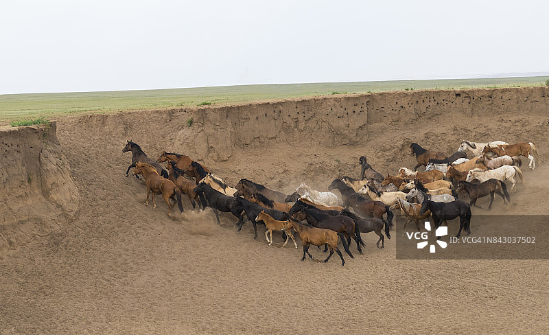 内蒙古草原上蒙古野马离开坑打烙印图片素材