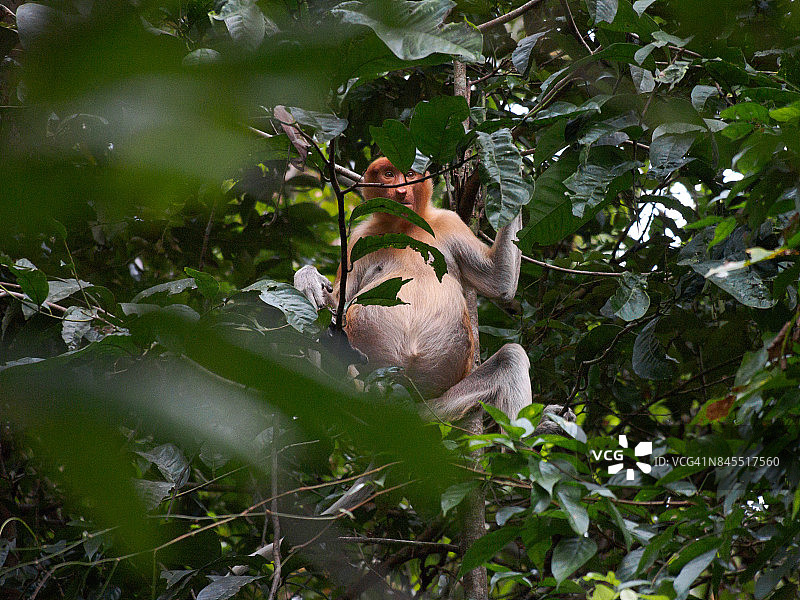 婆罗洲沙巴州河流丛林中的长鼻猴(鼻幼虫)图片素材