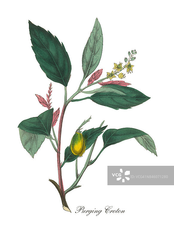 净化Croton维多利亚植物插图图片素材