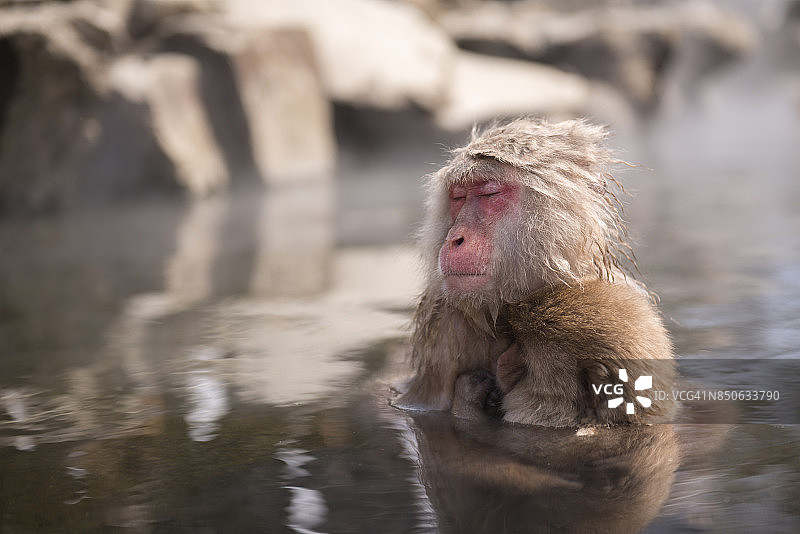 长野雪猴公园里的猴子图片素材
