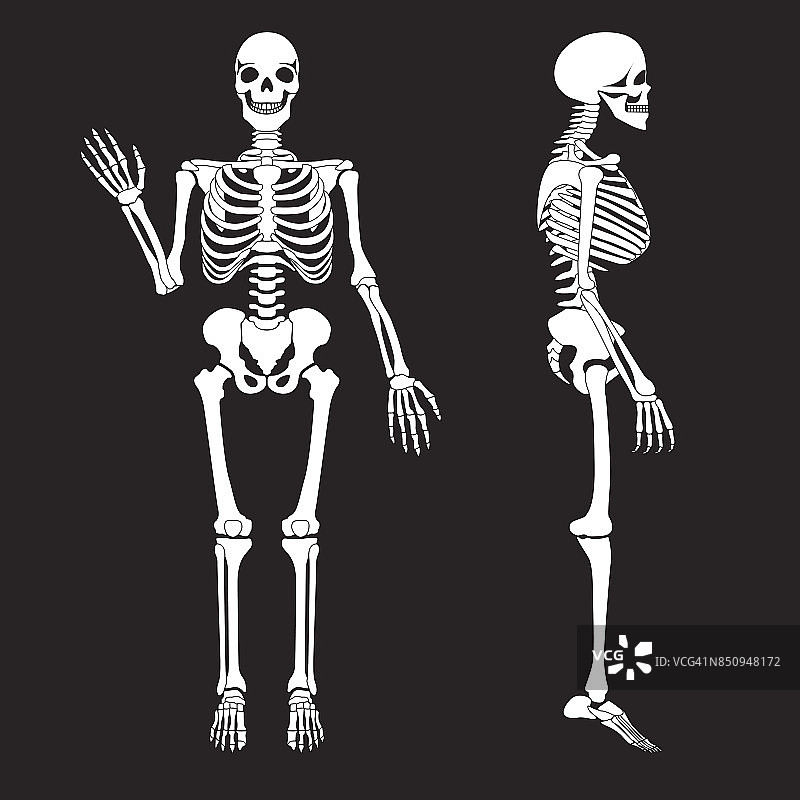 人体骨骼轮廓矢量骨架。人体解剖学图片素材