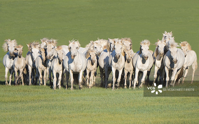 中国内蒙古草原上奔跑的野马。图片素材