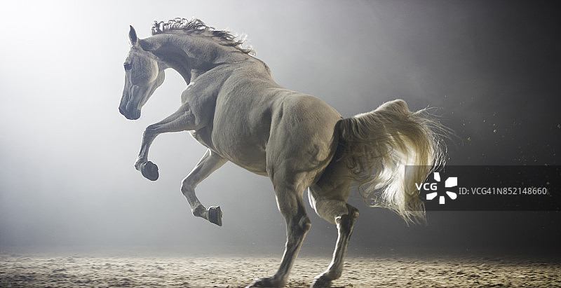 白马在夜晚的骑马大厅里奔跑图片素材