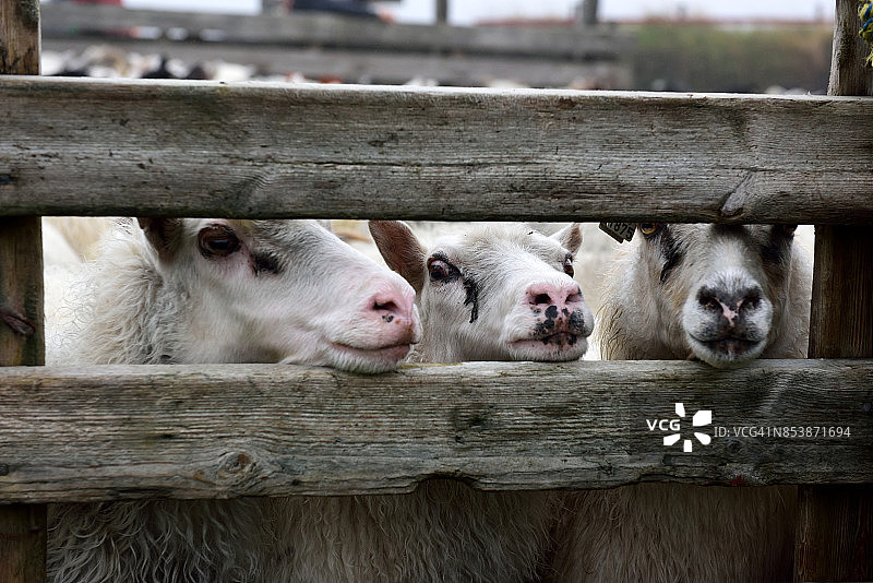 羊圈和三只羊在阿尔夫塔弗，冰岛南部海岸图片素材
