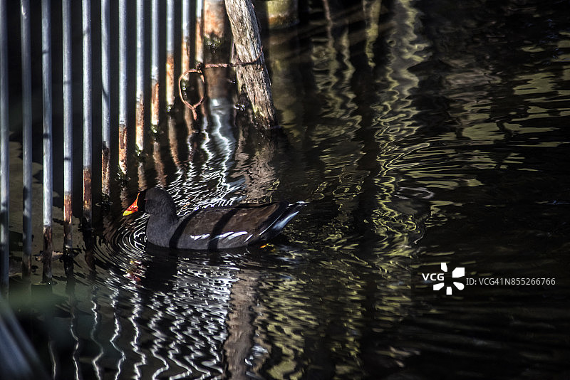 秋天的伦敦:鸭子池塘的倒影图片素材